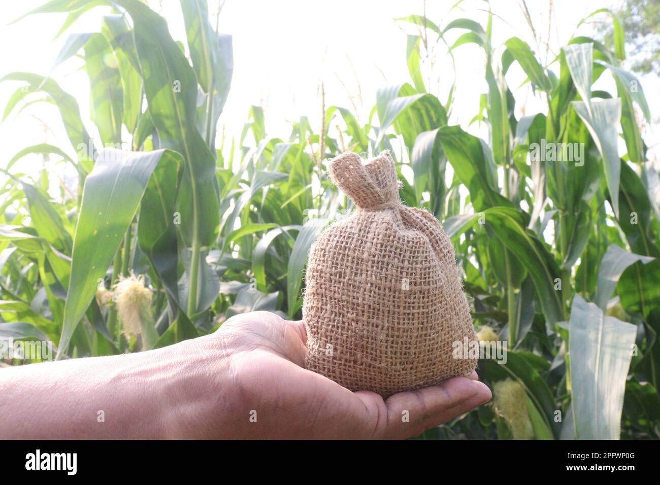 money bag on hand with maize farm for harvest are cash crops Stock