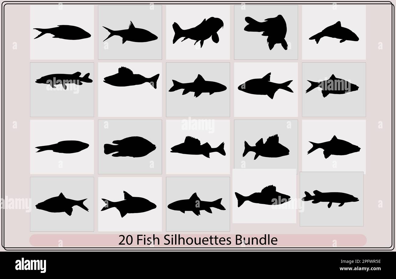 Animal animals fish wildlife fishes Stock Vector Images - Alamy