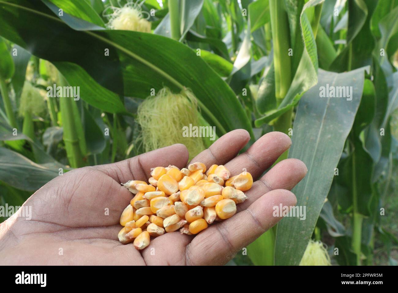 maize seed on hand in farm for harvest are cash crops Stock Photo Alamy