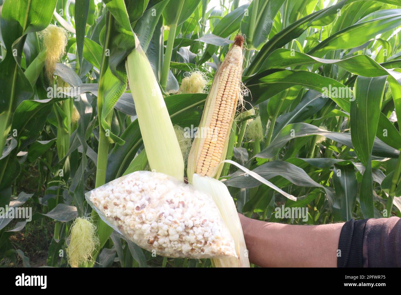 maize and popcorn on farm for harvest are cash crops Stock Photo Alamy
