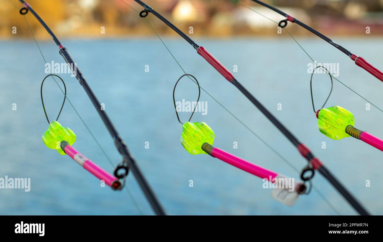 Carp fishing rods with carp bite indicators and reels set up on