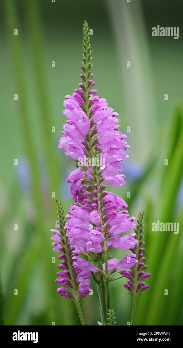 An Obedient Plant Stock Photo