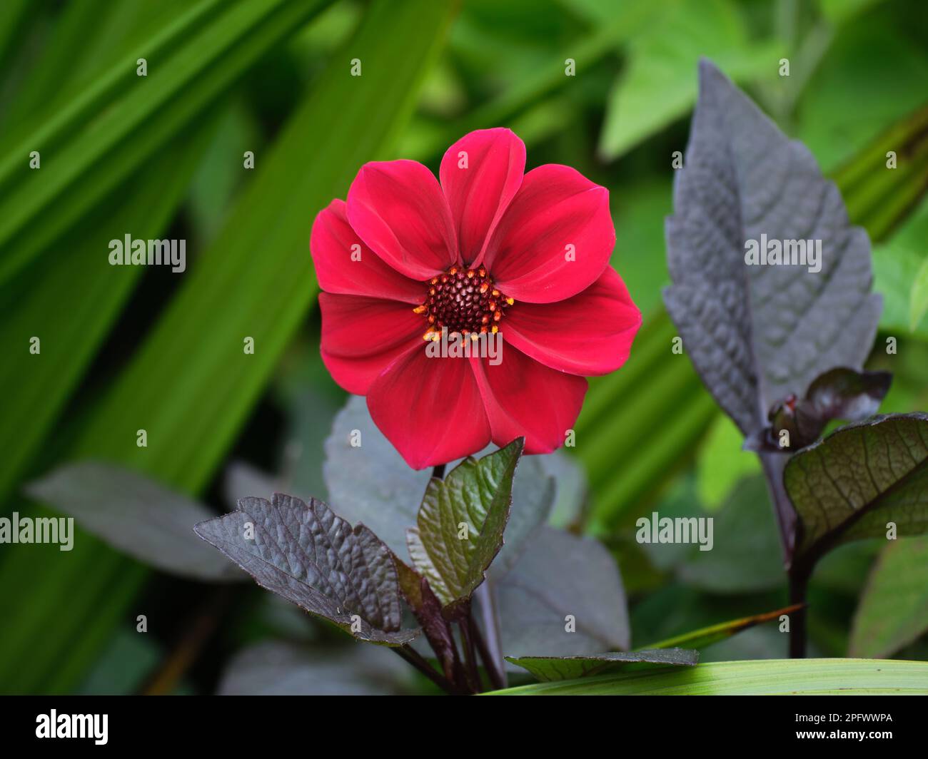 Red garden dahlia hi-res stock photography and images - Alamy