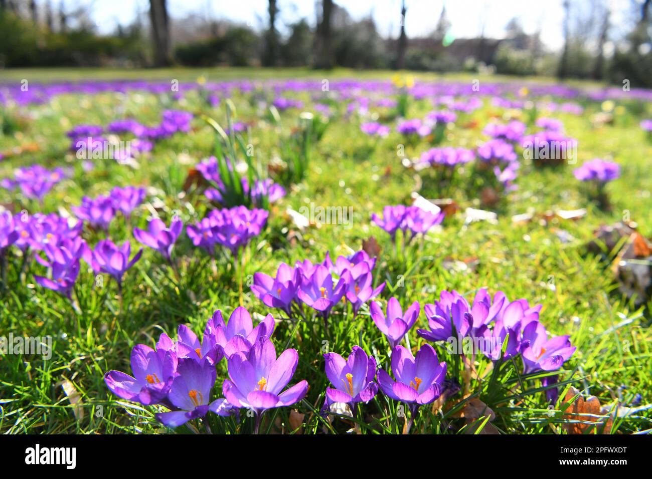 Berlin, Germany. 18th Mar, 2023. Flowers are seen at Britzer Garten in