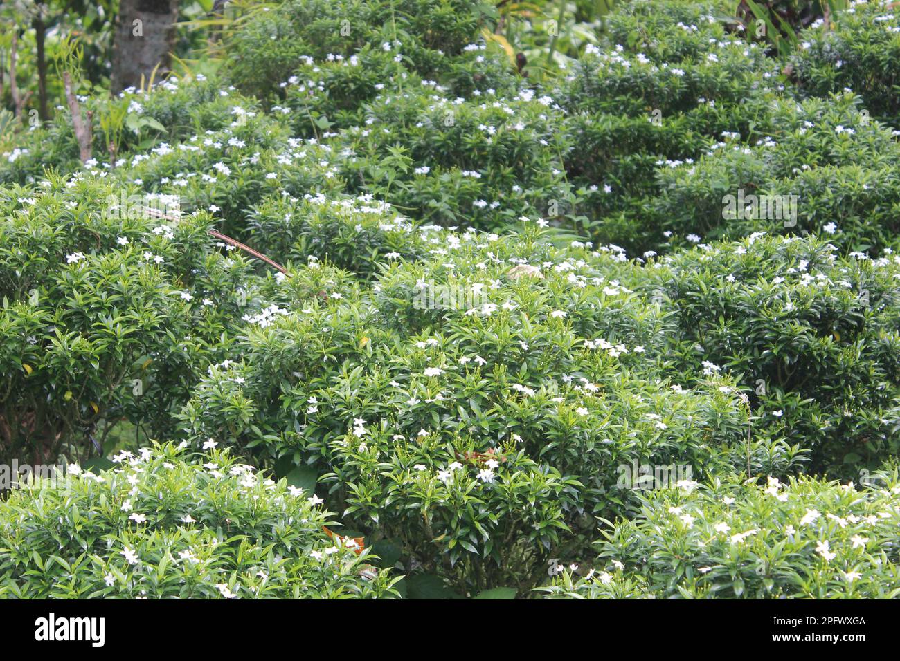 beautiful Taiwan beauty flower (Cuphea hyssopifolia) with green leaves Stock Photo