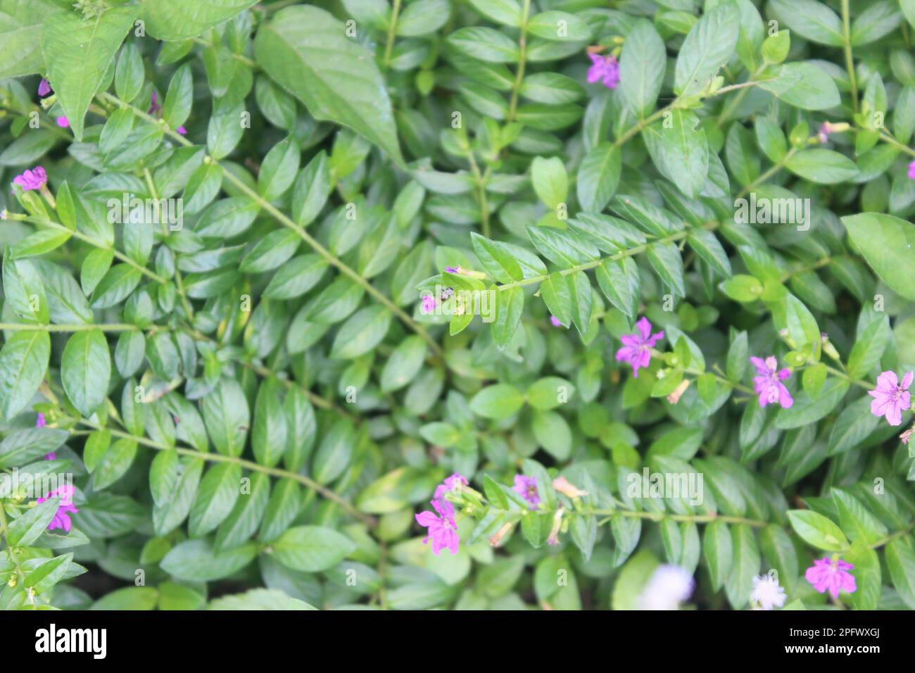 beautiful Taiwan beauty flower (Cuphea hyssopifolia) with green leaves Stock Photo
