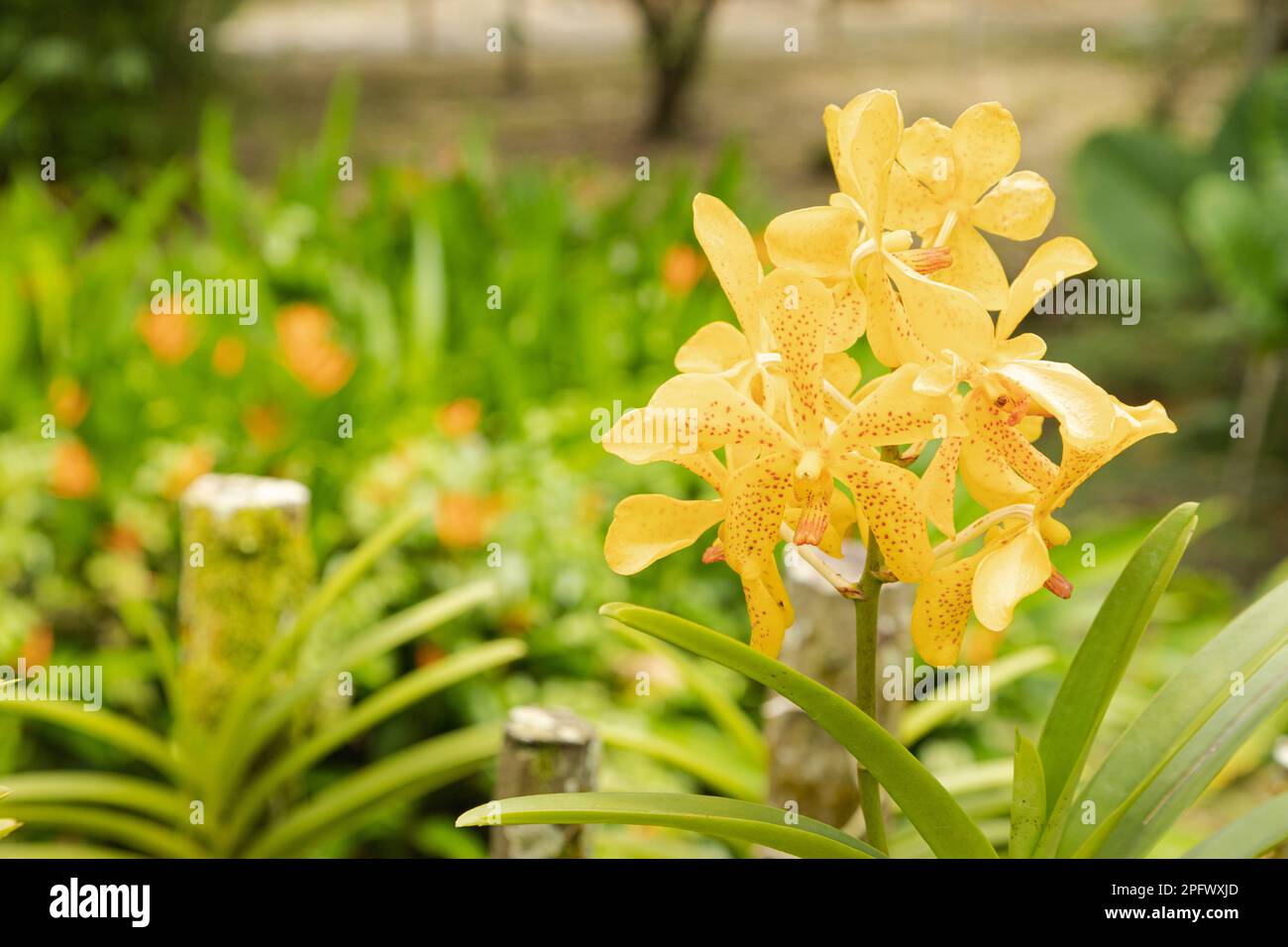 Orange and pink vanda orchid flower in botanical garden, selective focus, copy space, malaysia, Kuching orchid park Stock Photo