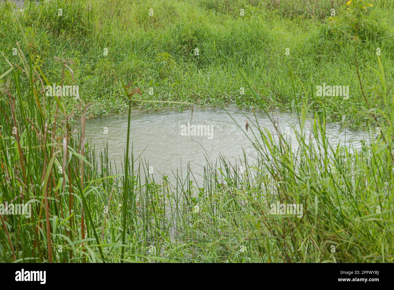 Retention pond with water plants in city park in Kuching, Malaysia