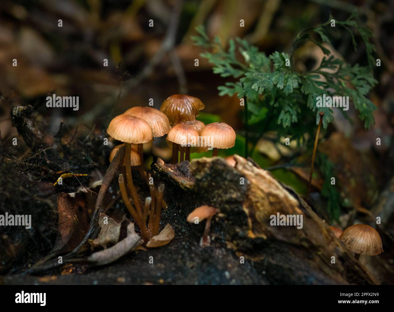 Mushrooms growing on fallen tree trunk in forest. Rotorua. New Zealand. Stock Photo