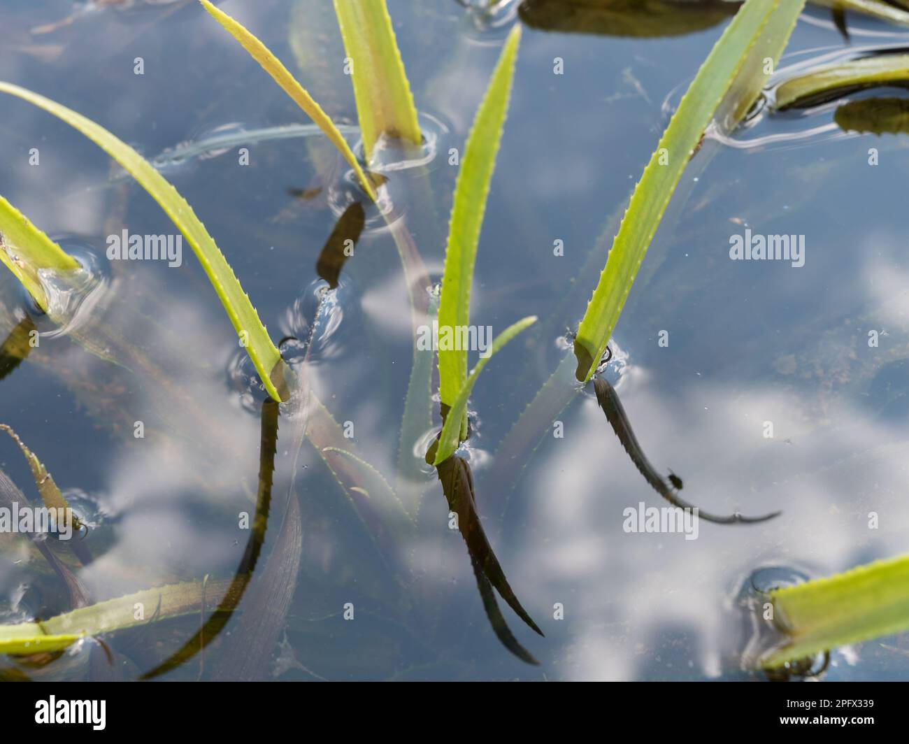Water sodier aquatic plant leaves over water surface Stock Photo