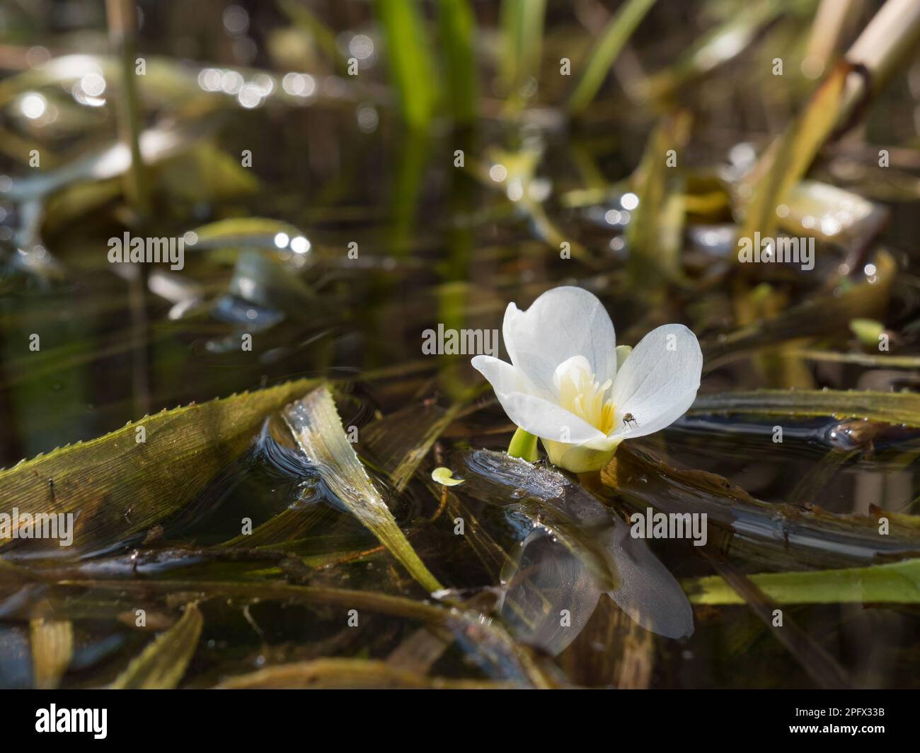 White flower of water sodier aquatic plant Stock Photo