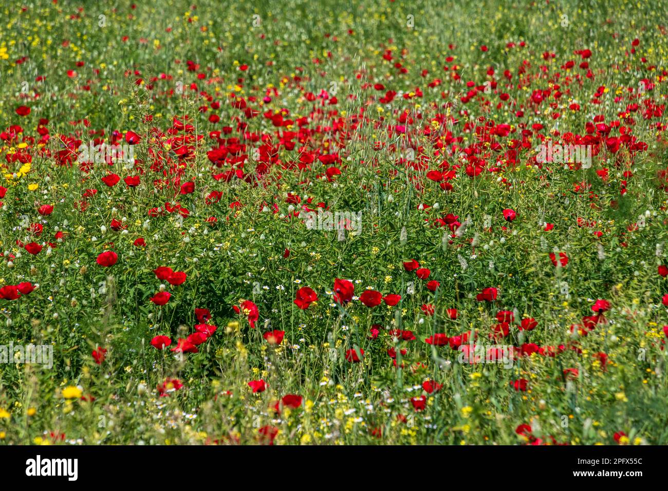 Poppies israel hi-res stock photography and images - Alamy