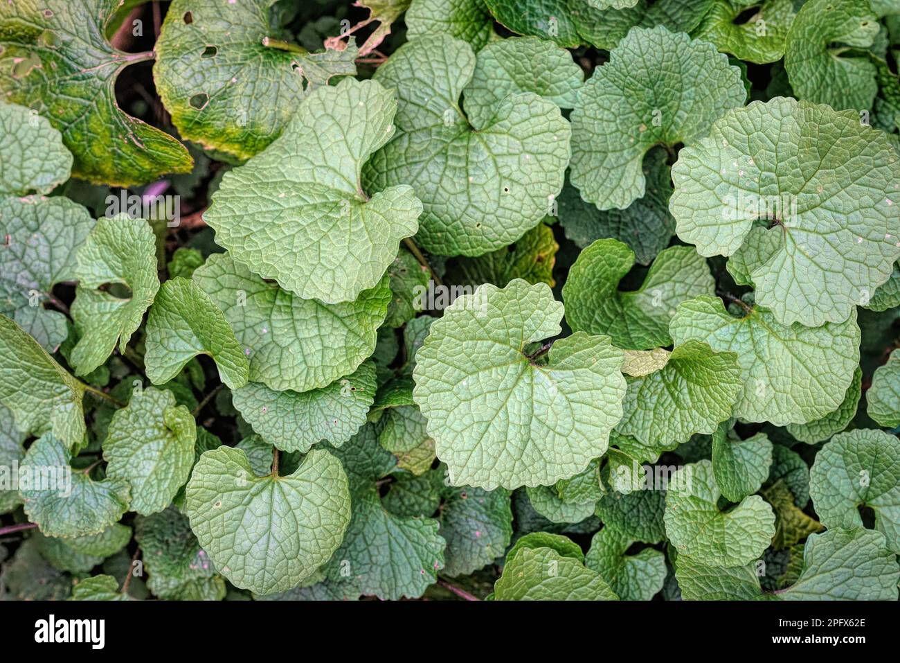 Natural close up on the green leaves of a fresh emerging Garlic mustard wildflower plant, Alliaria petiolata Stock Photo