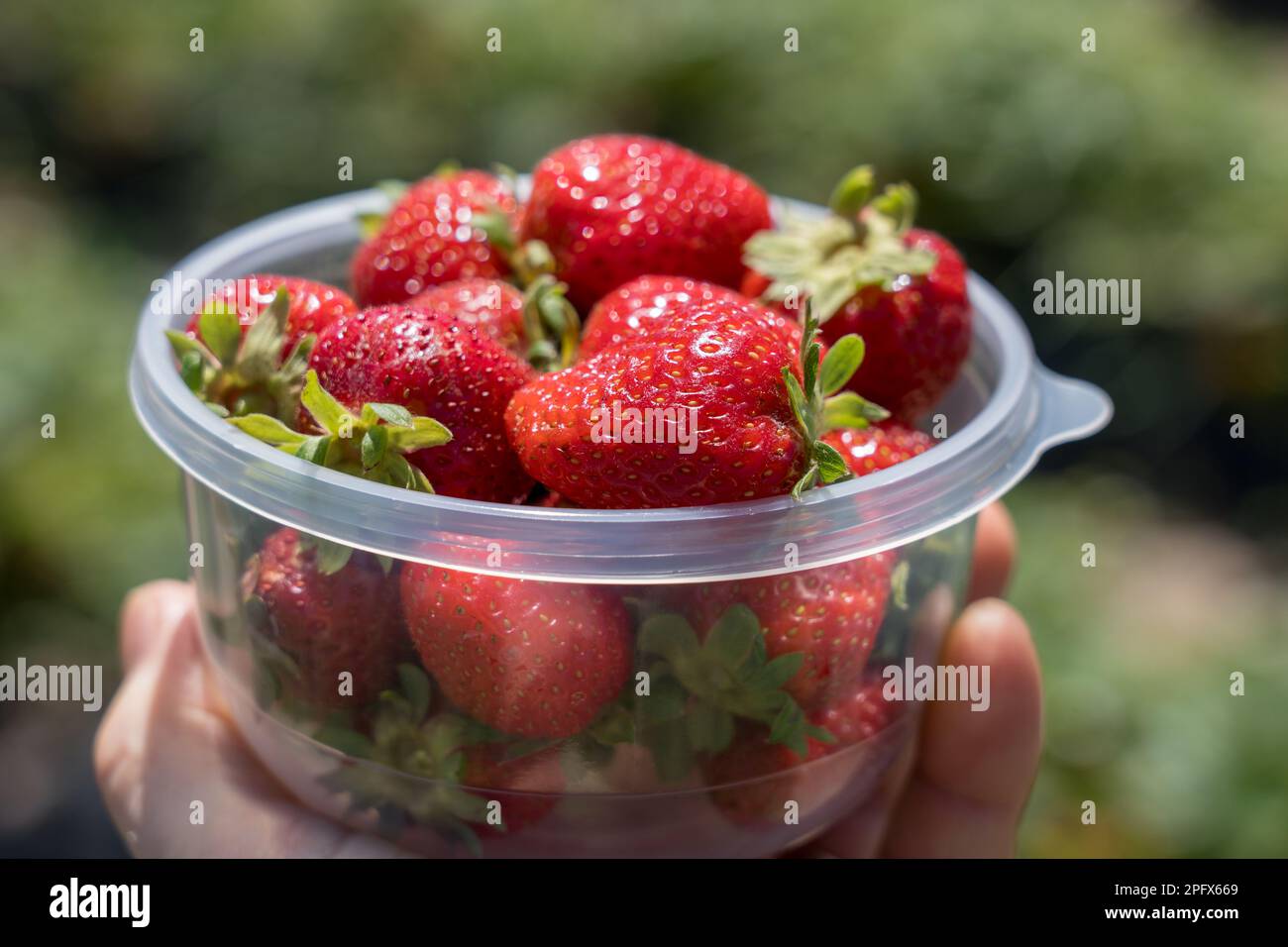 Strawberry picking on South africa Stock Photo Alamy