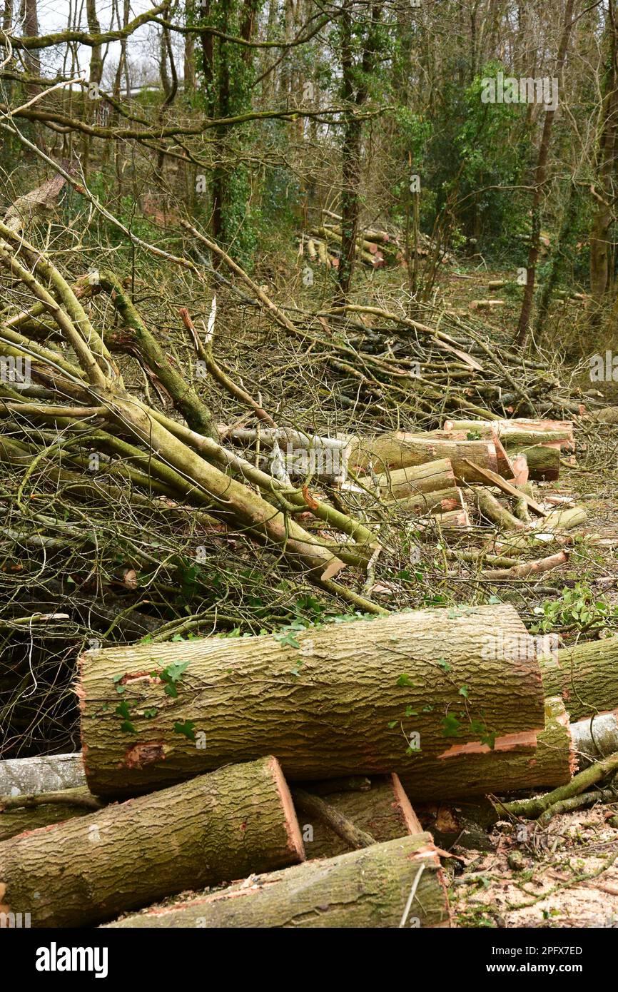 Trees Infected with Ash Dieback Disease and sustainable removal Stock