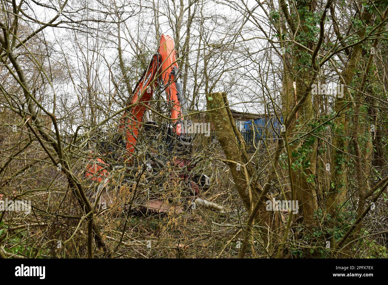Trees Infected with Ash Dieback Disease and sustainable removal Stock