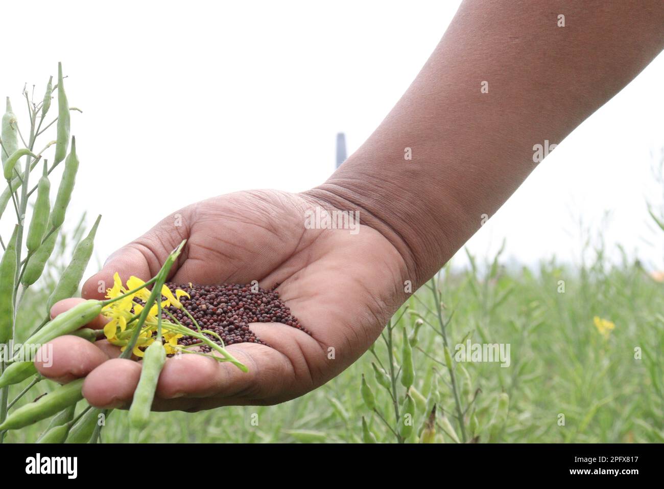 mustard seed and flower with bud on hand and farm for harvest are cash