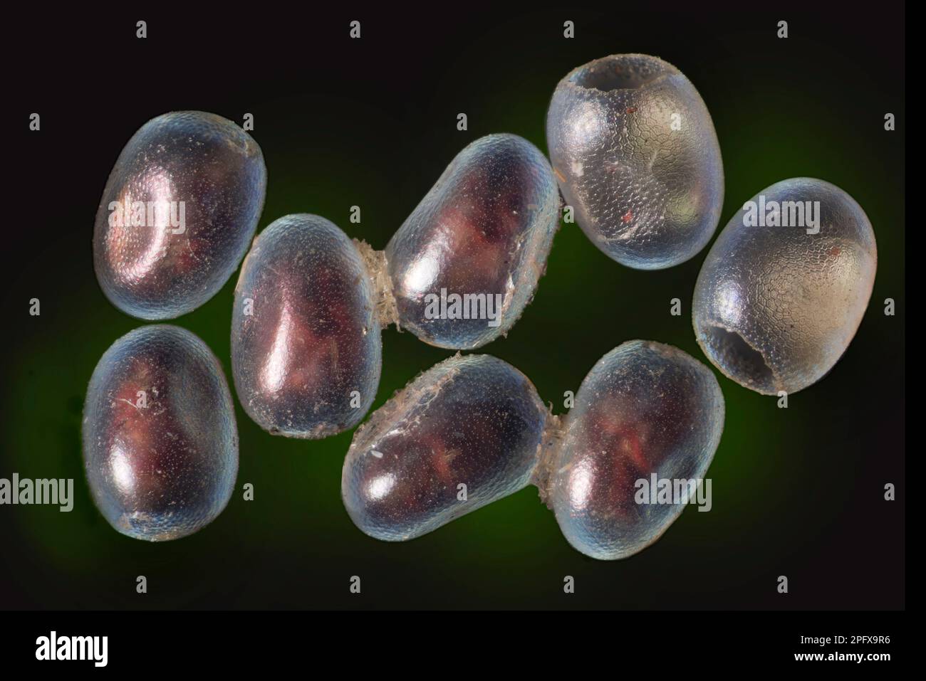 Lunar thorn moth eggs, Selenia lunularia Stock Photo Alamy