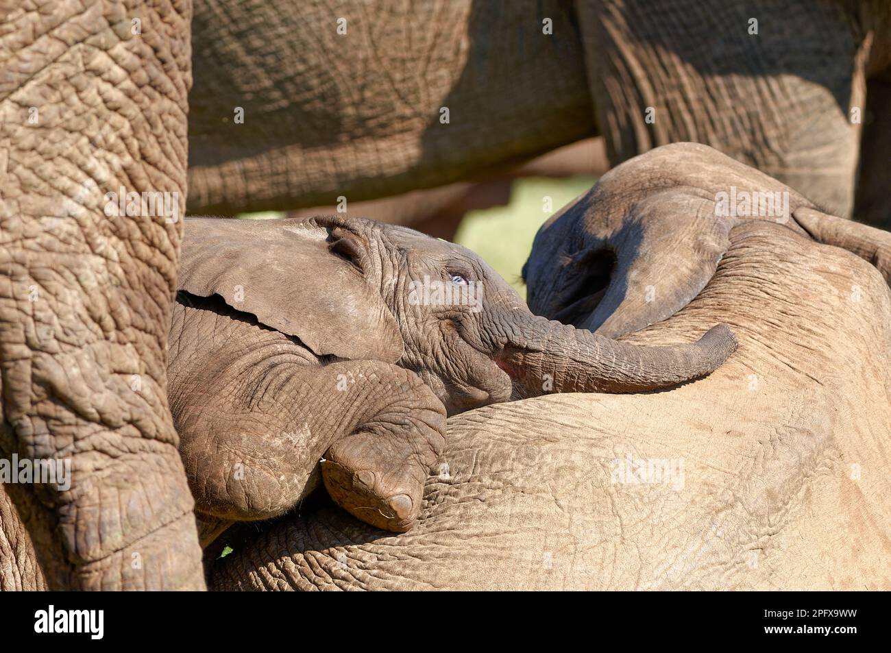 African bush elephants (Loxodonta africana), baby elephant among herd