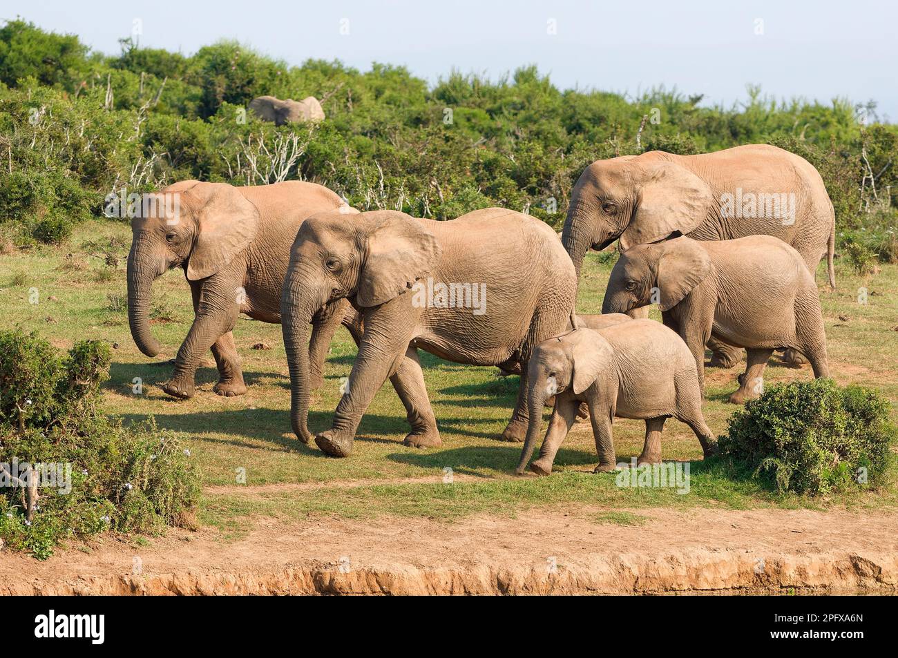 African bush elephants (Loxodonta africana), herd walking towards