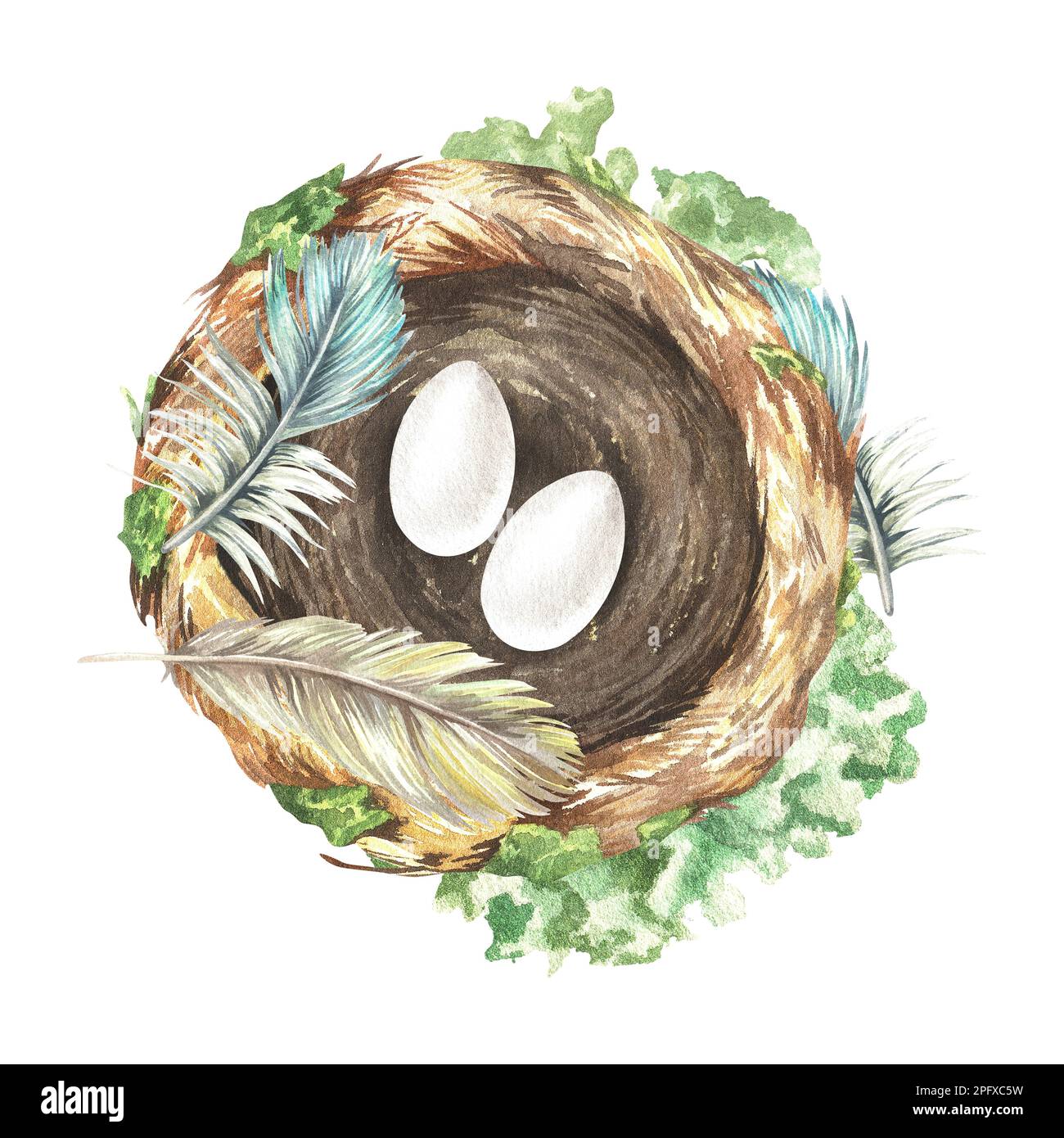Nest with two eggs and feathers top view. Watercolor illustration. Round thatched hummingbird house. Isolated on a white background. For rustic print Stock Photo