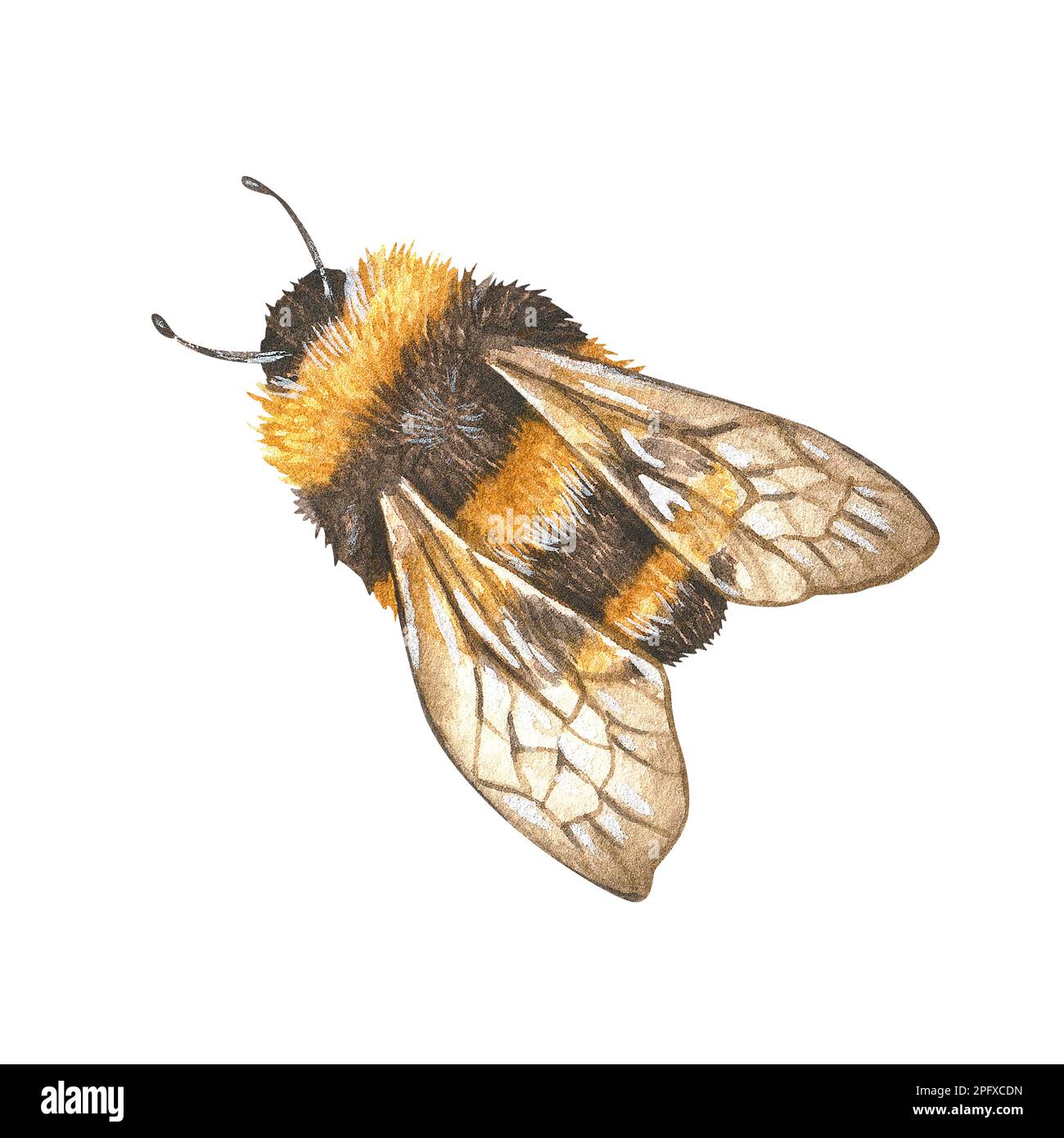Watercolor illustration. Realistic drawing of a bumblebee in flight. Isolated on a white background. For the design of stickers, honey labels Stock Photo