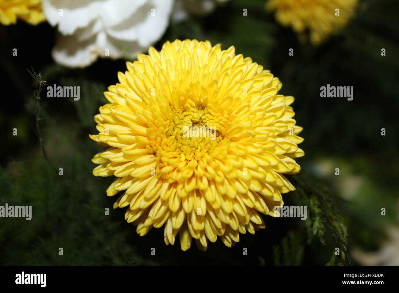 Close-up of a yellow chrysanthemum. Stock Photo