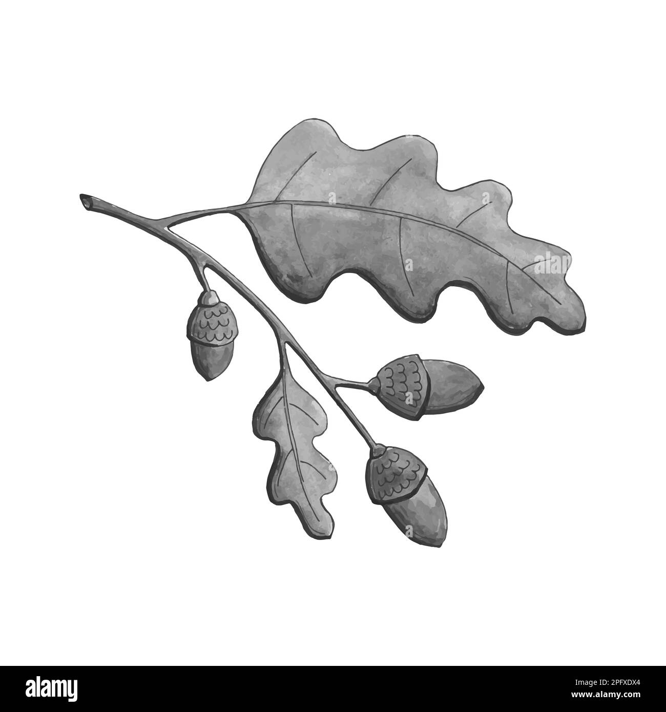 Oak branch watercolor monochrome leaves and acorns. Vector illustration ...