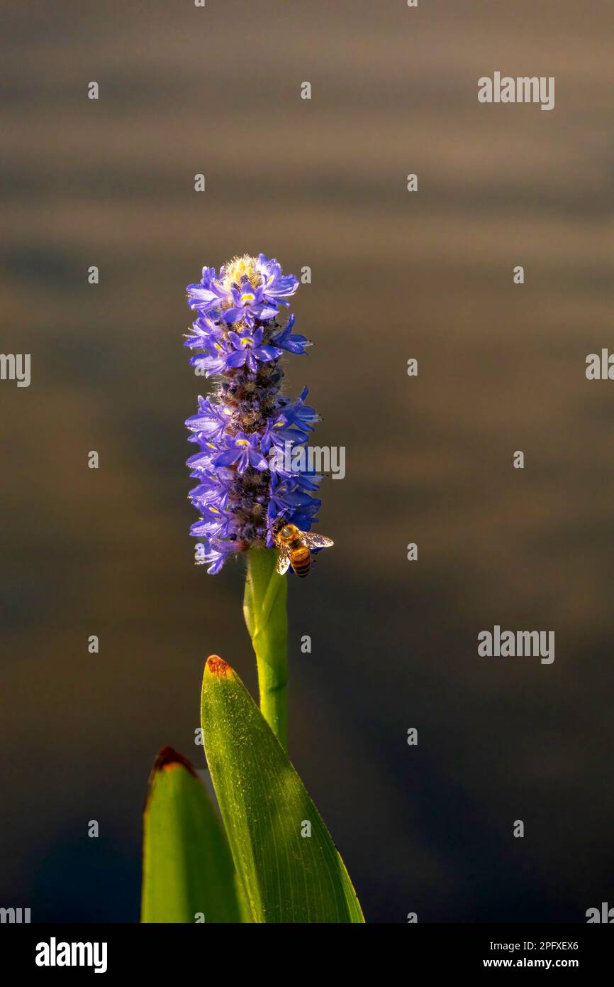 Close up of a bee collecting nectar on a blue Pickerel Weed flower Stock Photo