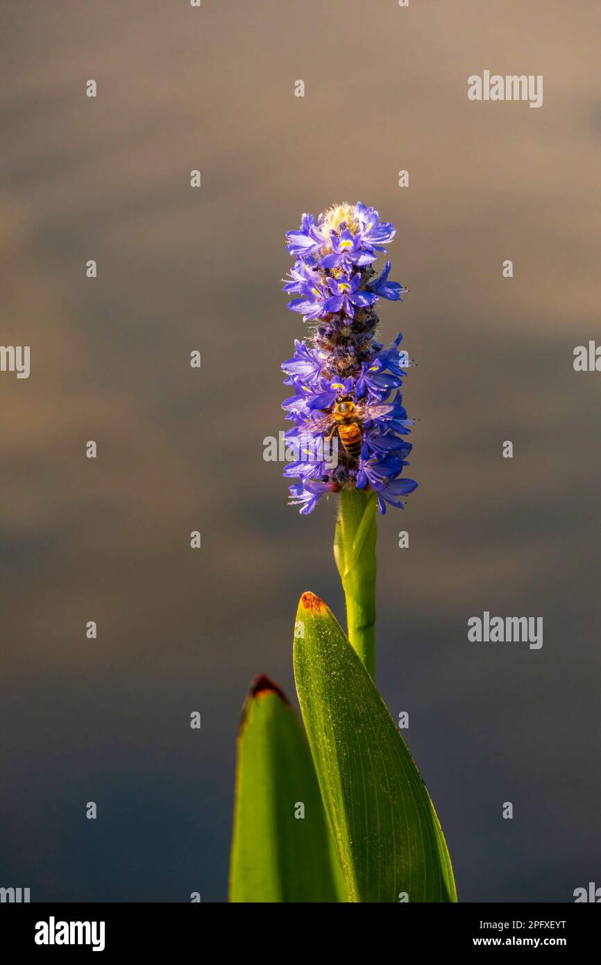 Close up of a bee collecting nectar on a blue Pickerel Weed flower Stock Photo