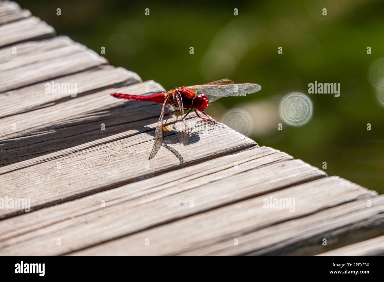 Resting blue dragonfly close up on a blurred background Stock Photo