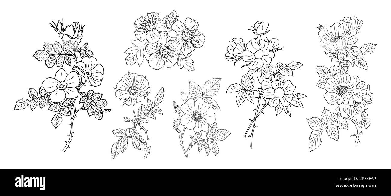 Hawthorn May birth month flower line art Stock Vector Image & Art Alamy