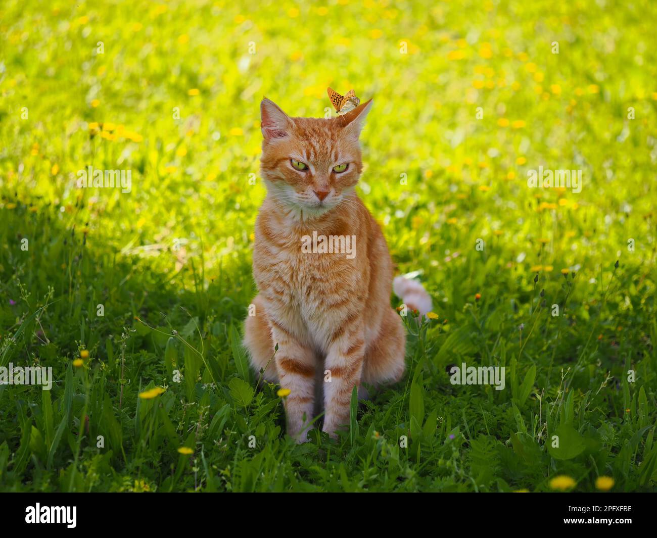 Beautiful red cat with a butterfly on his head sits in the green grass Stock Photo