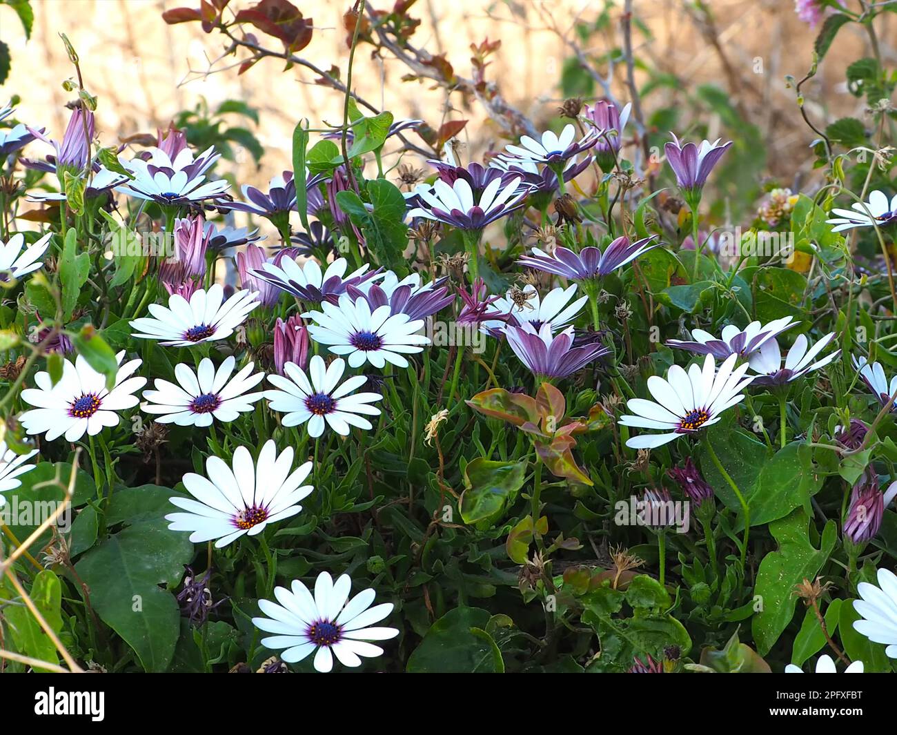 Dimorphotheca ecklonis, also known as Cape marguerite and African daisy. Stock Photo