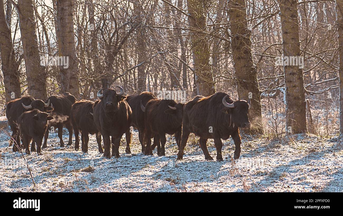 Nutztiere in der Freilandhaltung Stock Photo