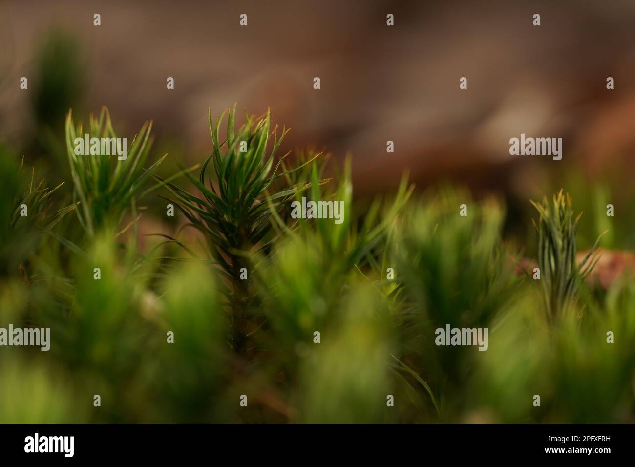 Detailed extreme close up hi-res stock photography and images - Alamy