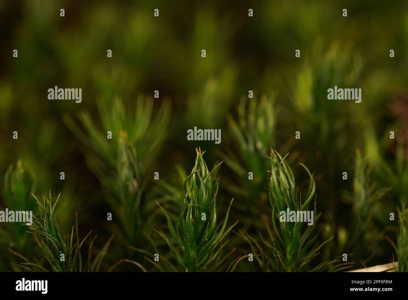 Green mosses plant leaf hi-res stock photography and images - Alamy