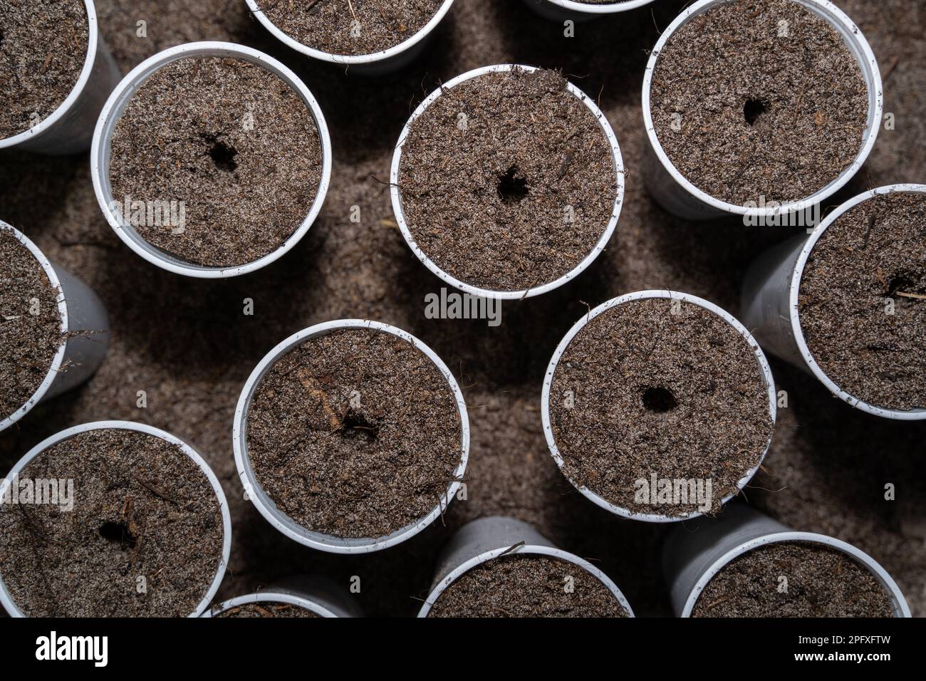 Pots with soil and holes for sowing vegetables in spring Stock Photo