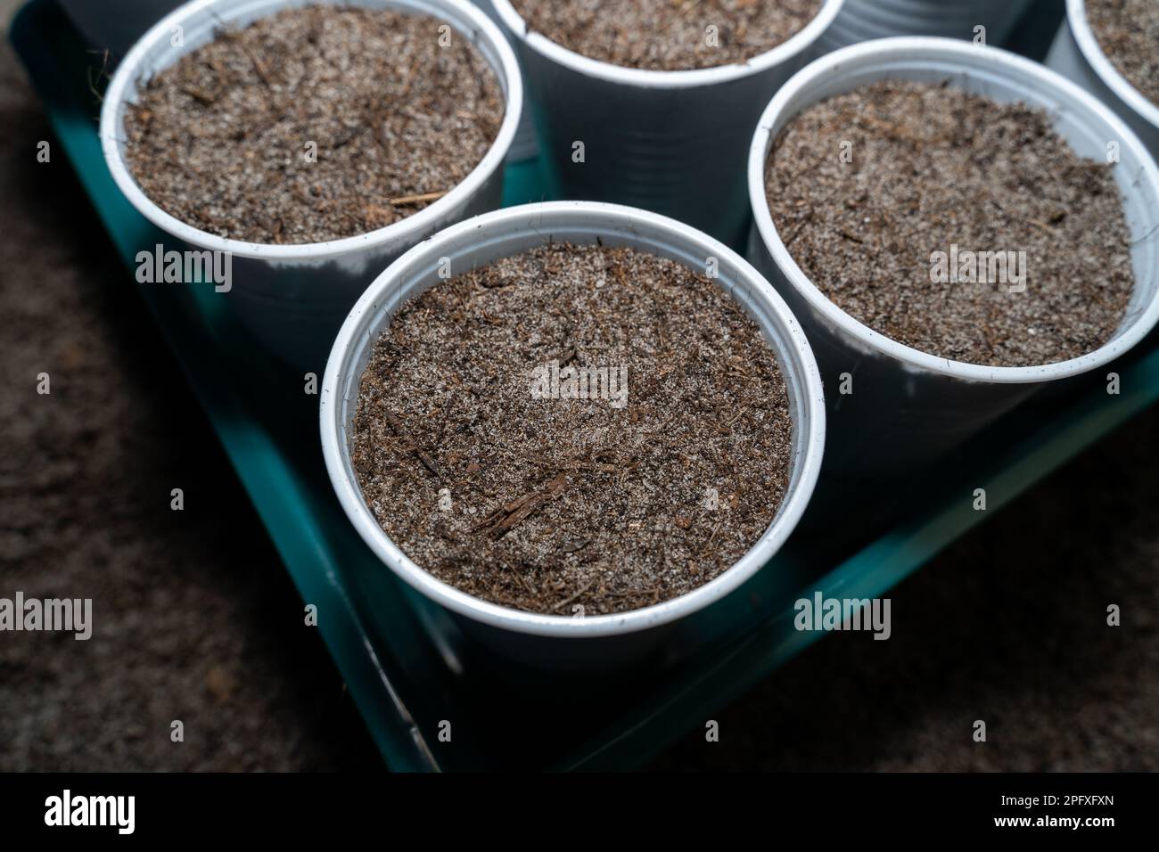 Freshly seeded vegetables in plastic cups at home Stock Photo Alamy