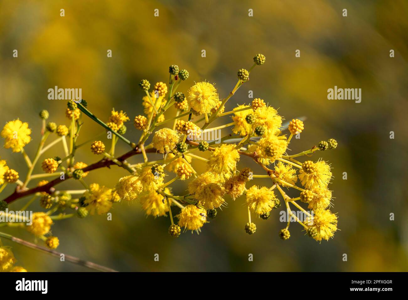 Yellow ball flowers of a flowering tree Acacia saligna close up on a