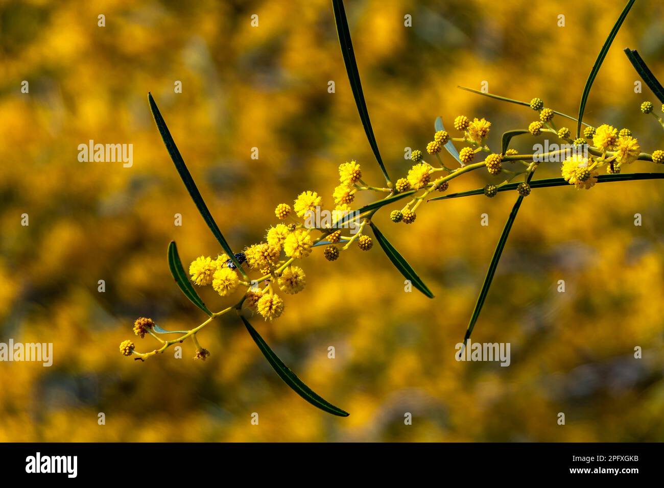Yellow ball flowers of a flowering tree Acacia saligna close up on a