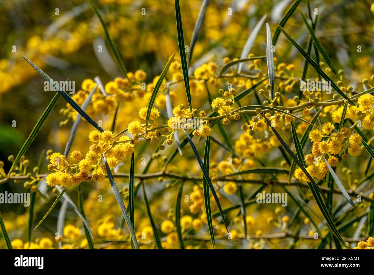 Yellow ball flowers of a flowering tree Acacia saligna close up on a