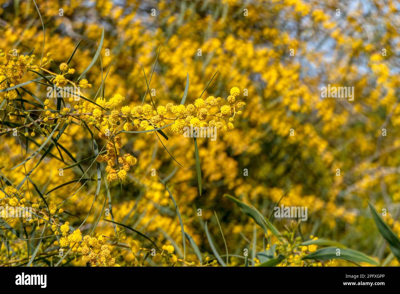 Yellow ball flowers of a flowering tree Acacia saligna close up on a