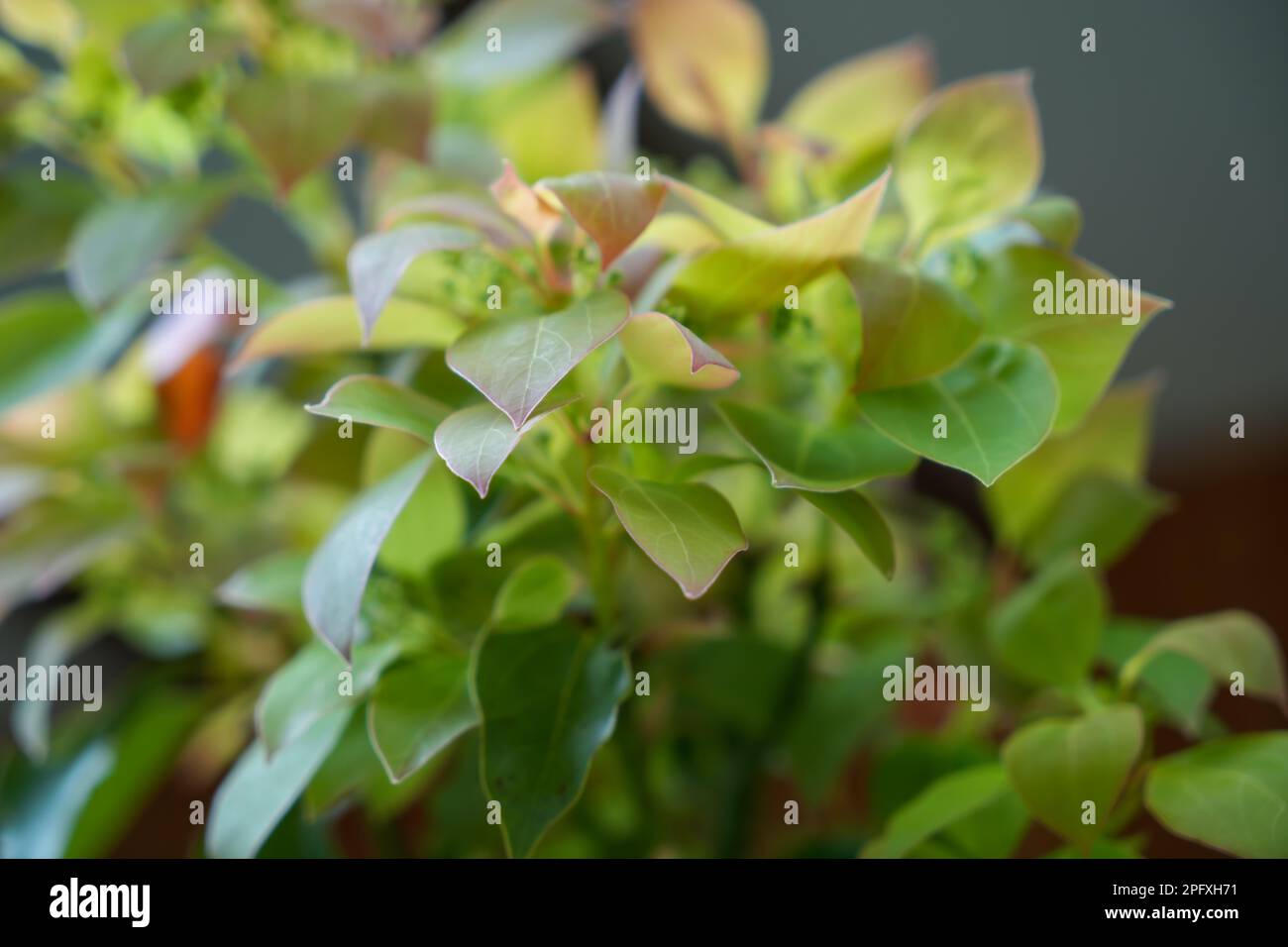 new-leafy-growth-on-a-young-camphor-laurel-tree-stock-photo-alamy
