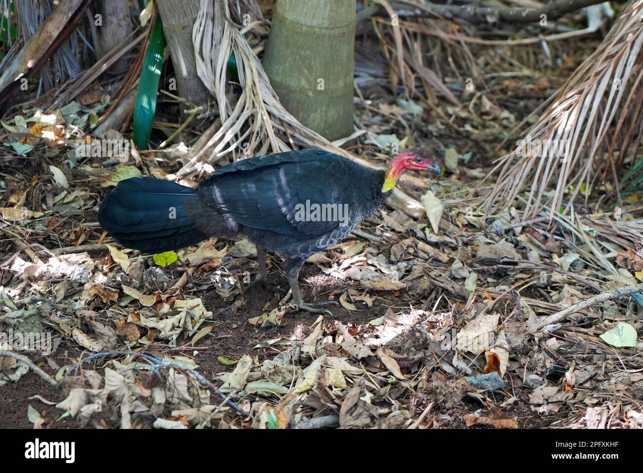 Australian Scrub or Bush Turkey on the forest floor Stock Photo