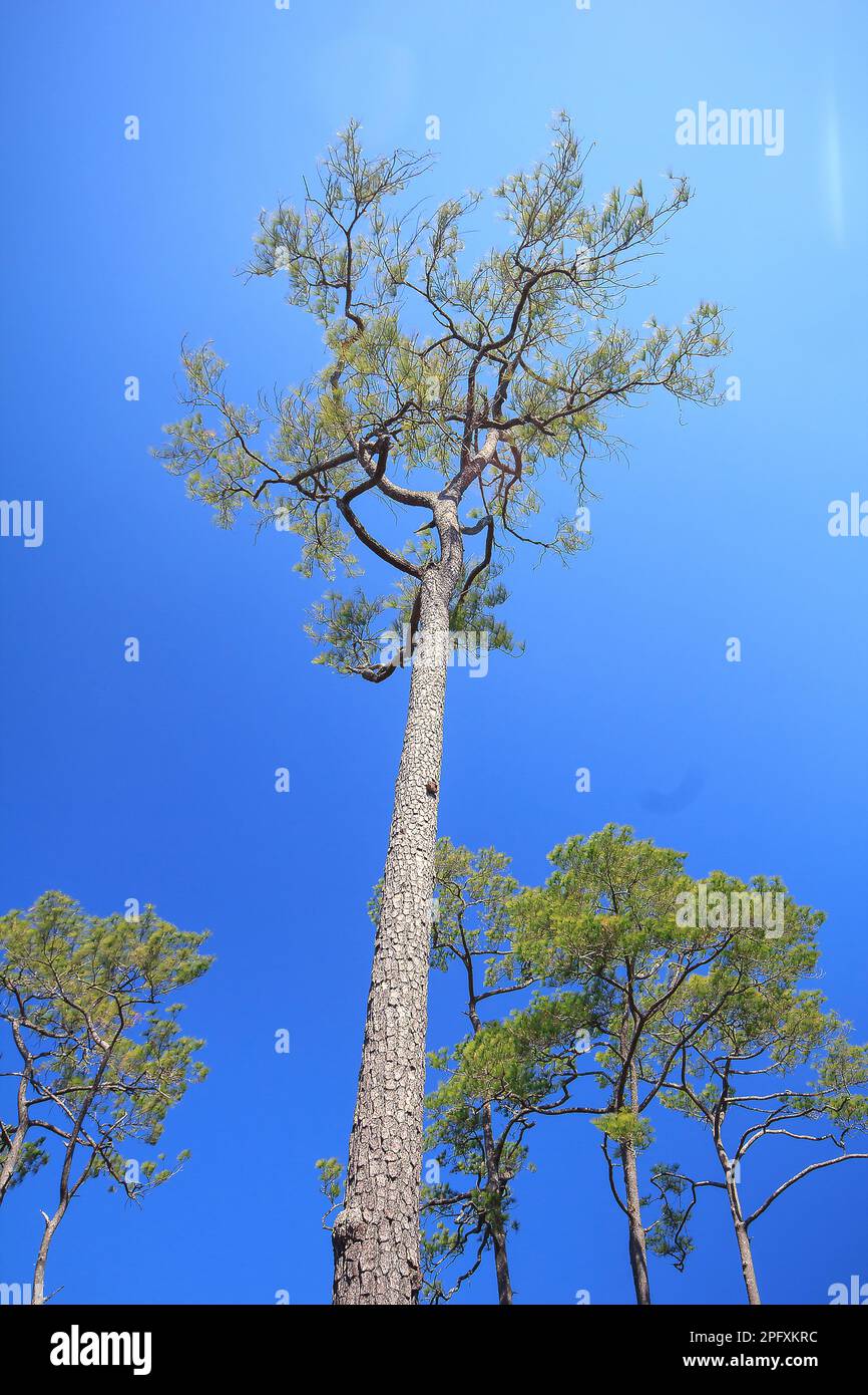 Khasiya Pine view from below with clear blue sky. It is a large perennial straight stem. Stock Photo