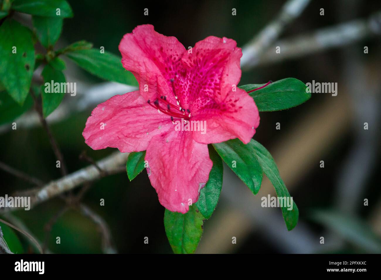 Azalea is blooming for beautiful flowers during the cold season. Azalea is the family name of a flowering plant in the genus Rhododendron. Stock Photo