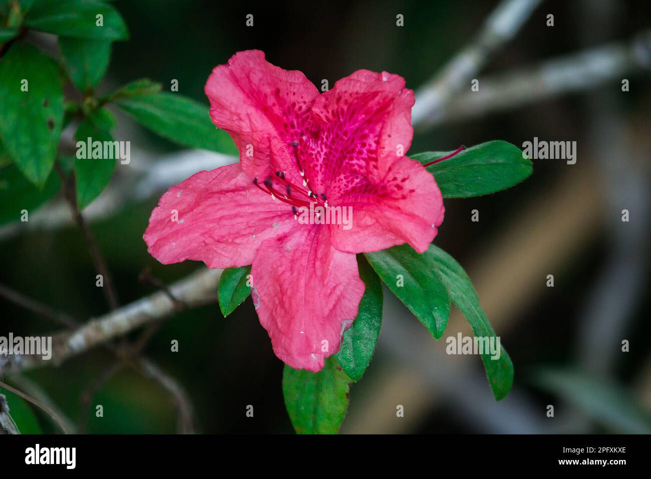 Azalea is blooming for beautiful flowers during the cold season. Azalea is the family name of a flowering plant in the genus Rhododendron. Stock Photo