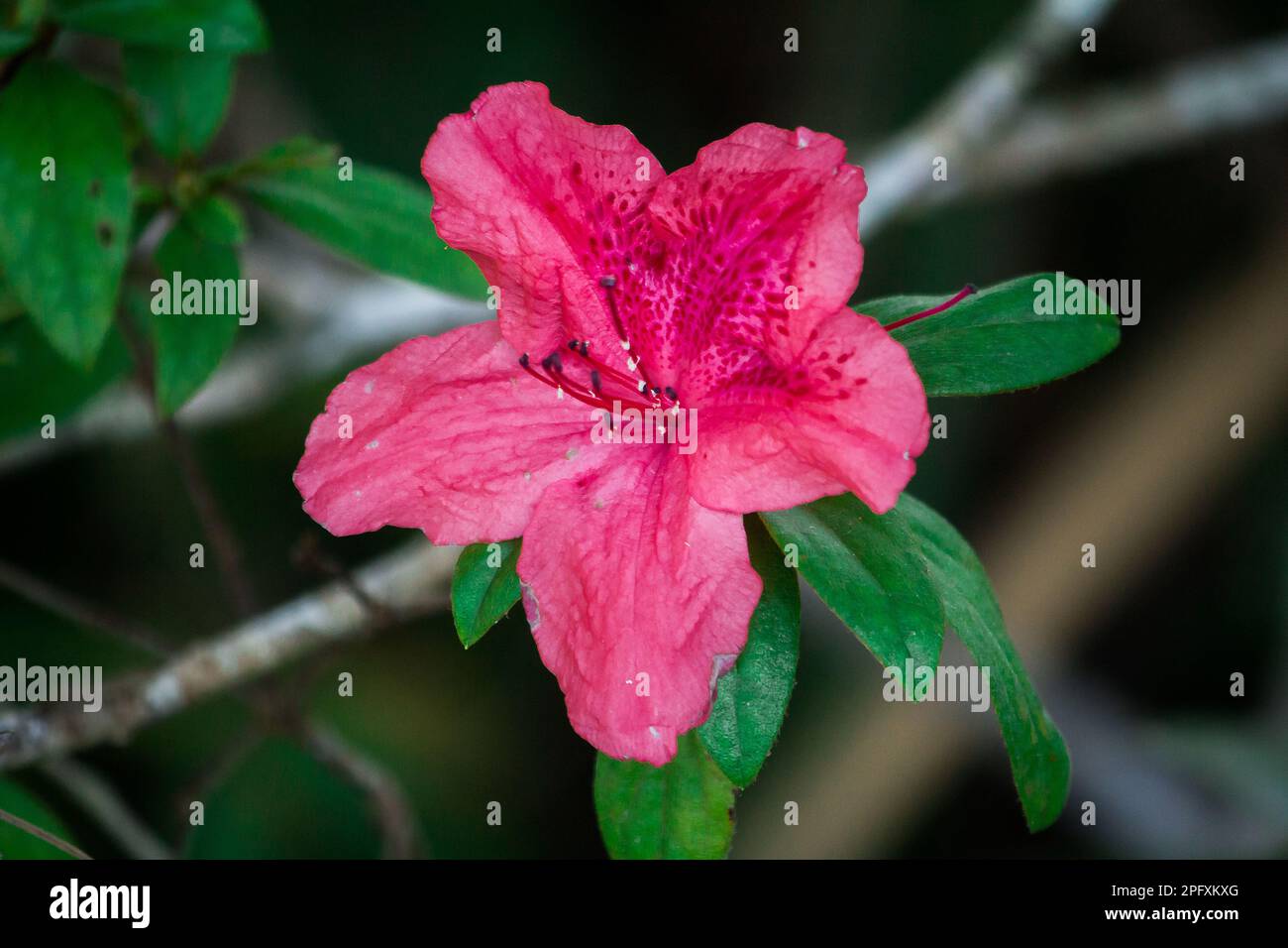 Azalea is blooming for beautiful flowers during the cold season. Azalea is the family name of a flowering plant in the genus Rhododendron. Stock Photo