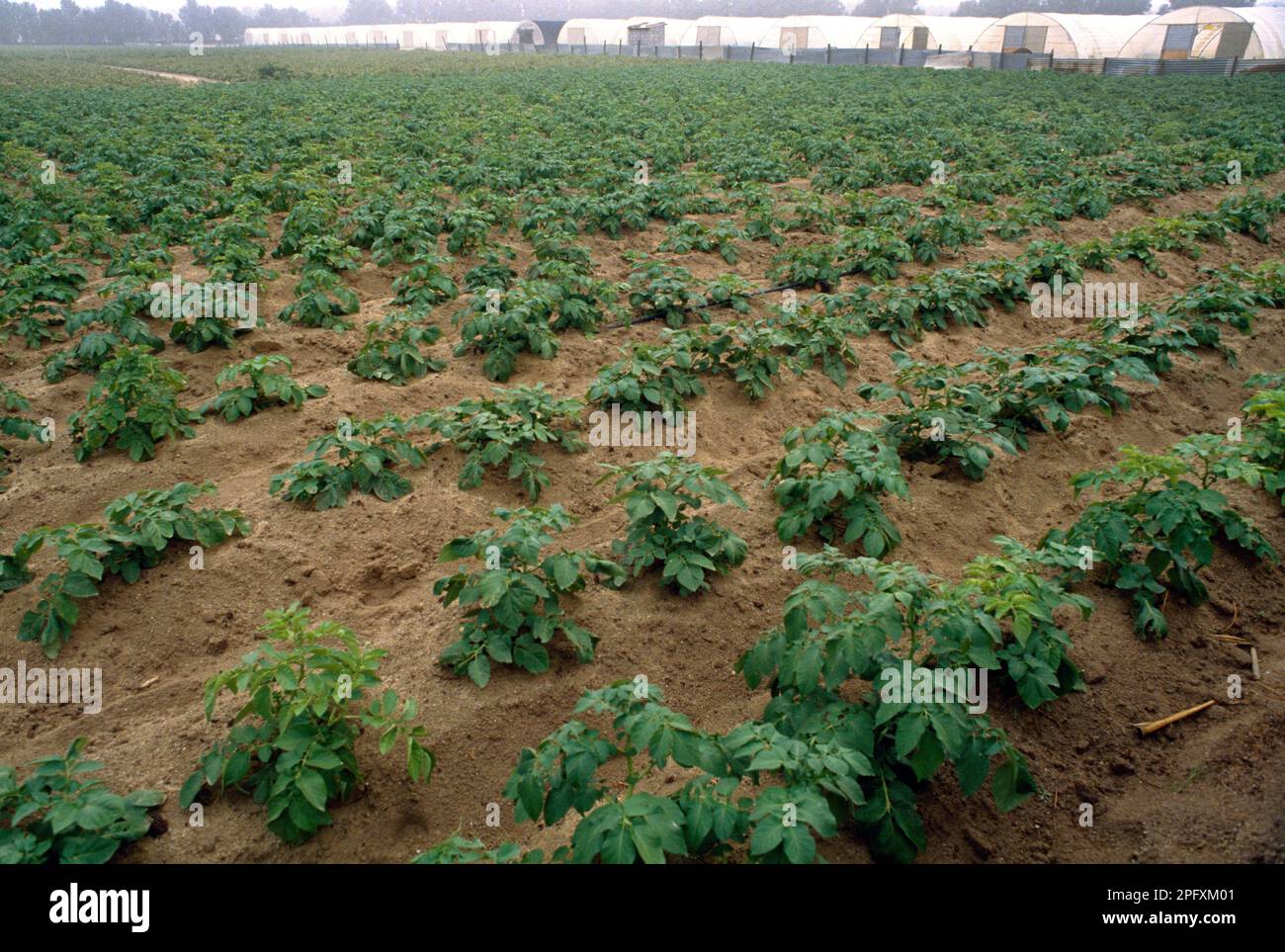 Wafra Kuwait Potato Farming In Desert Stock Photo